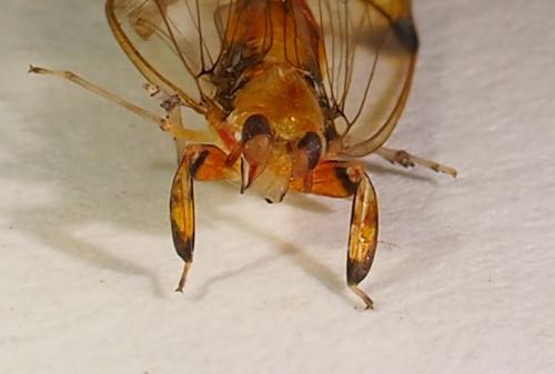 Hesticus sp.